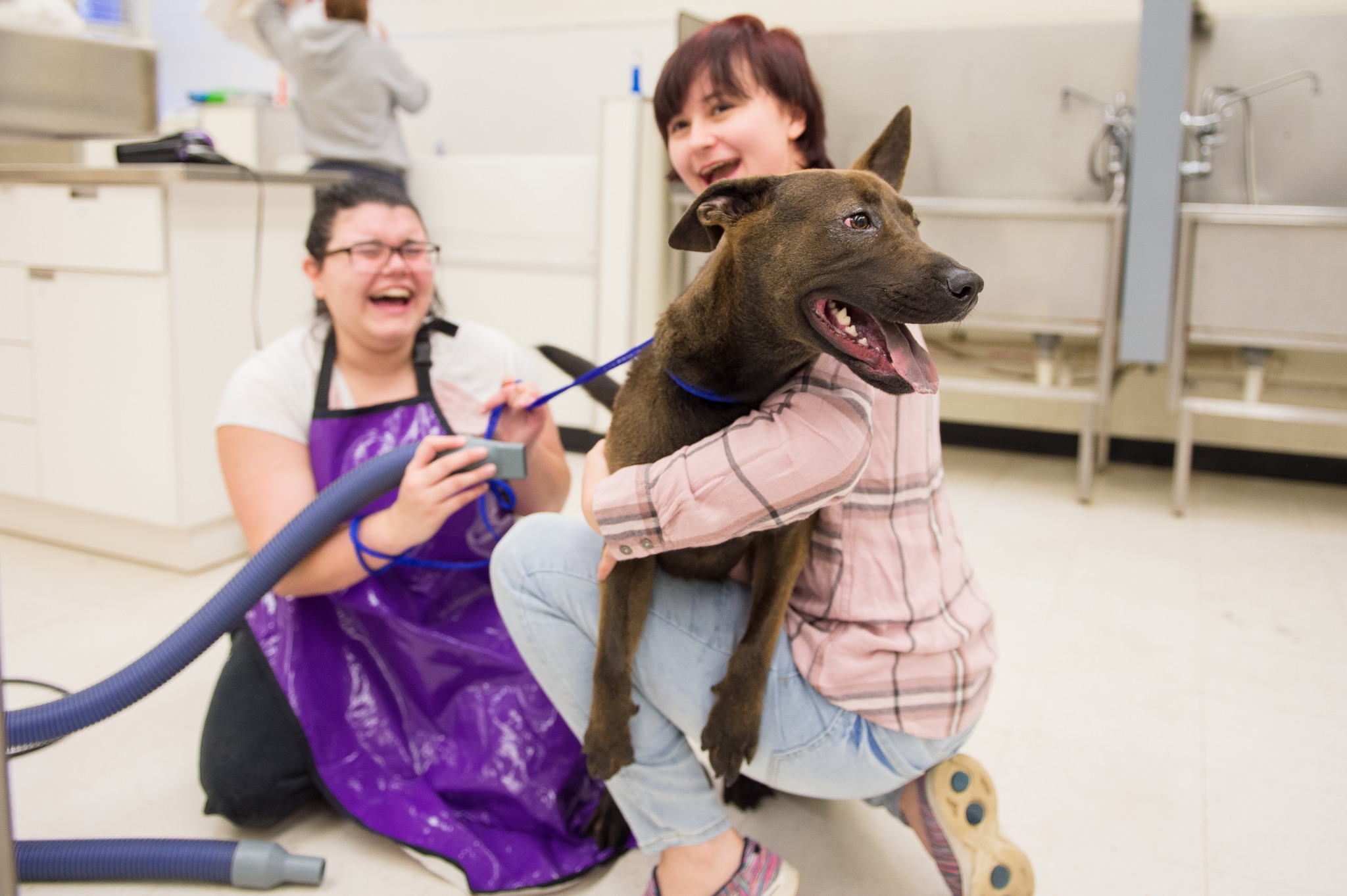 NSU Vet Tech students dry a dog off after a bath