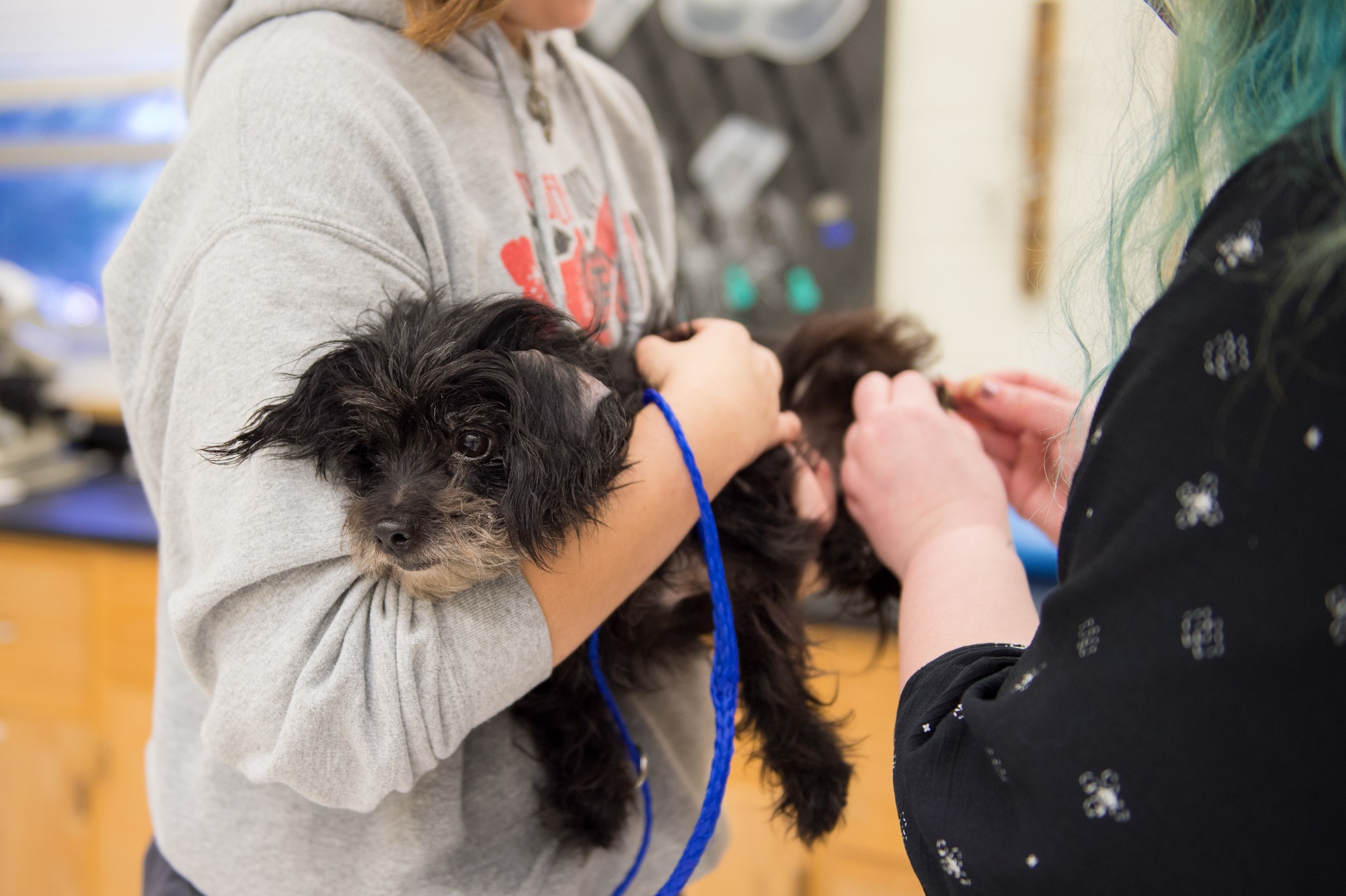 NSU Vet Tech students help a small dog in the lab