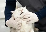 Career Image Block - Veterinary Technology 02