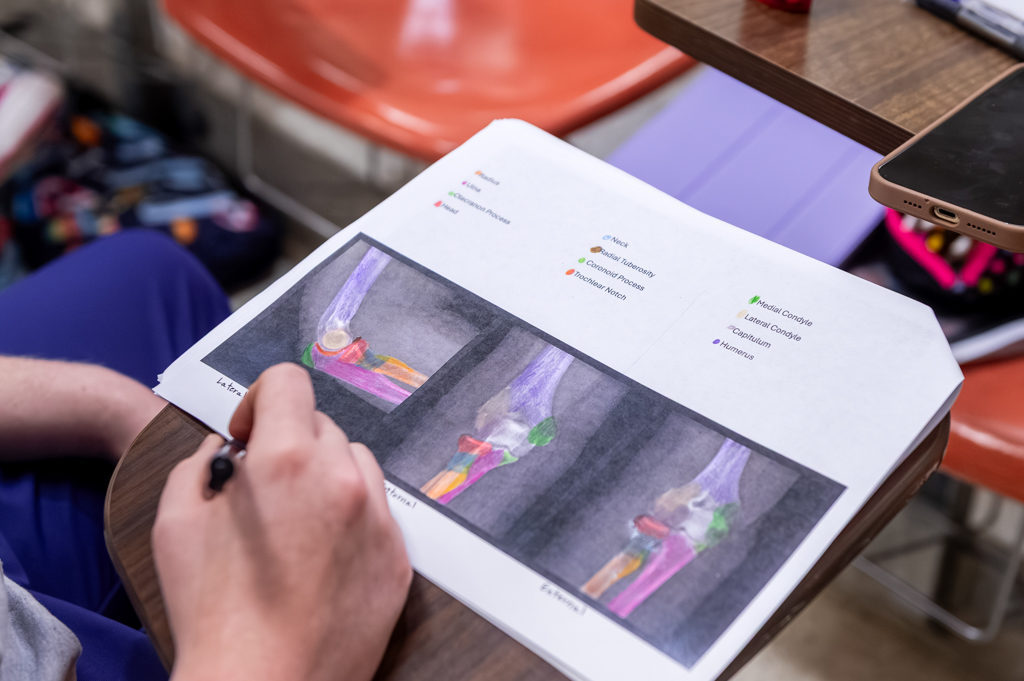 Student observes anatomical diagrams