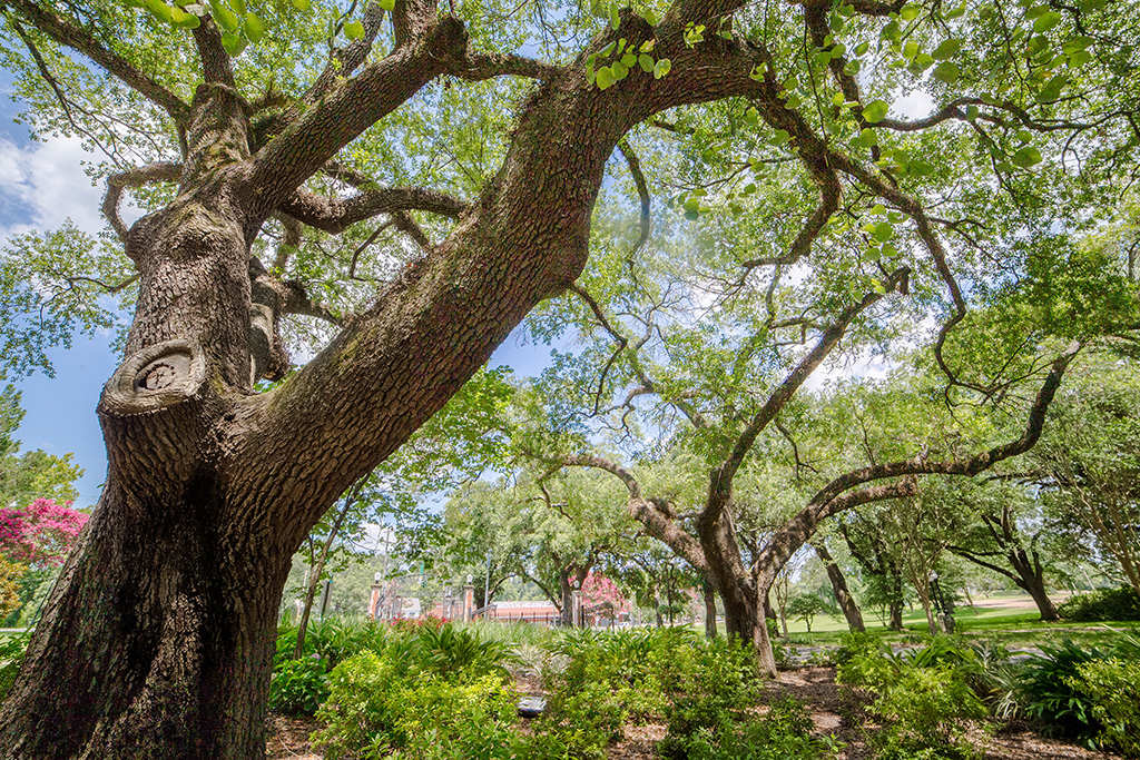 Might oaks of Central Ave on the campus of Northwestern State University