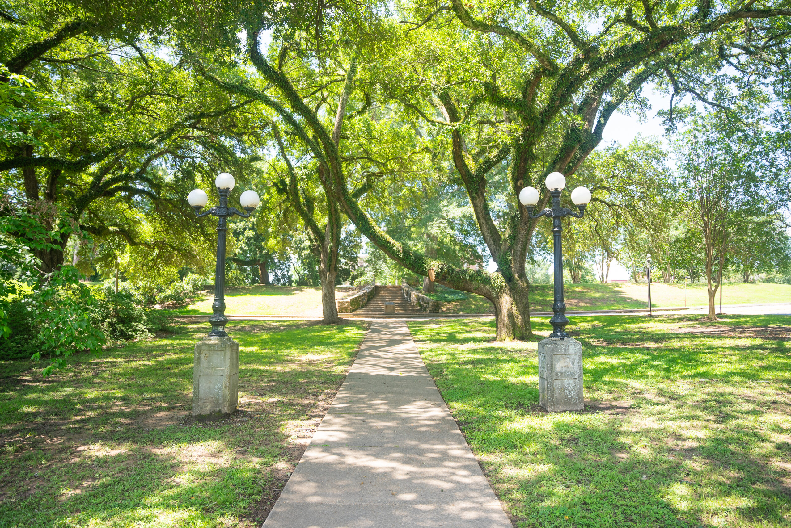 trees on NSU's campus