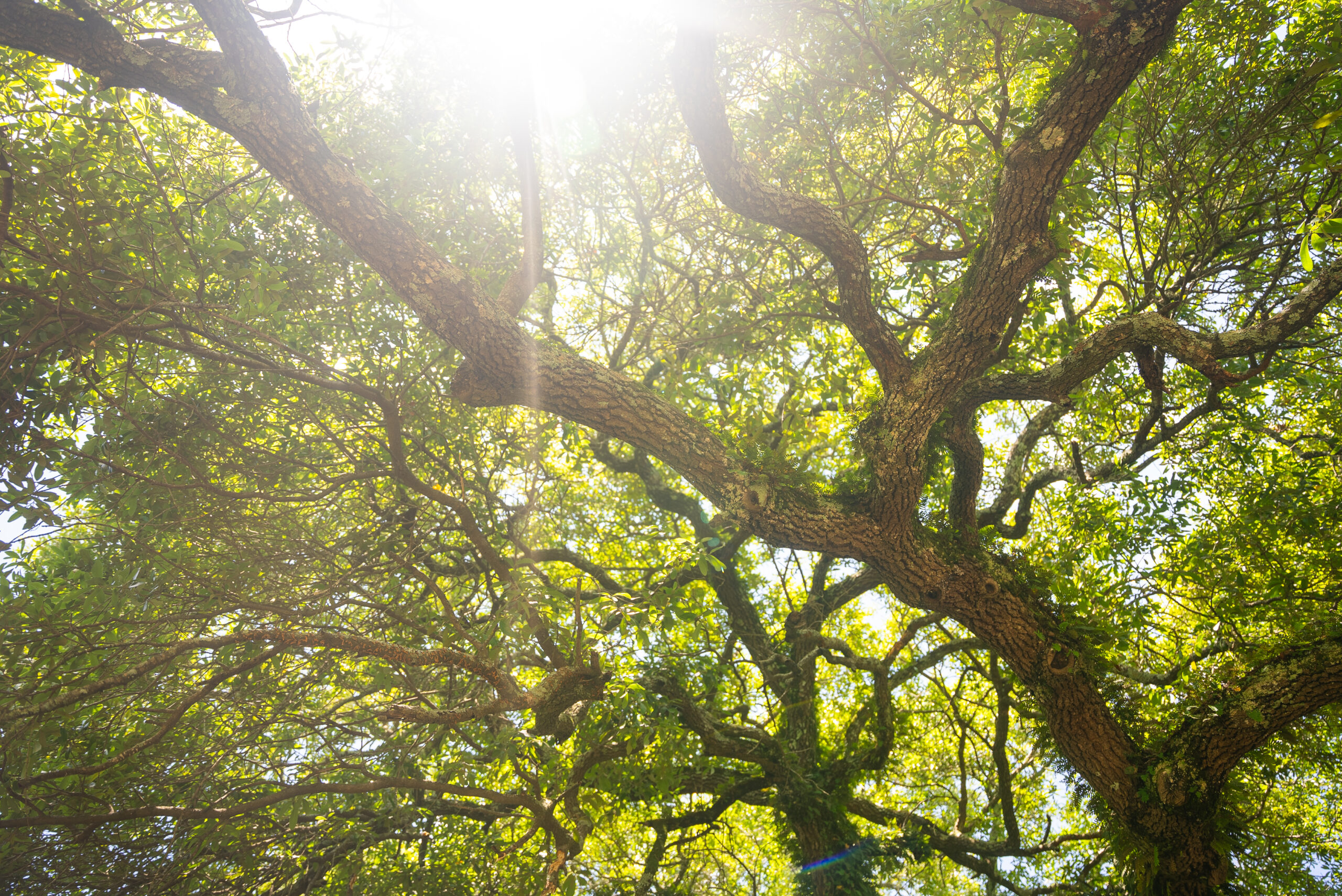 NSU trees scenic shot